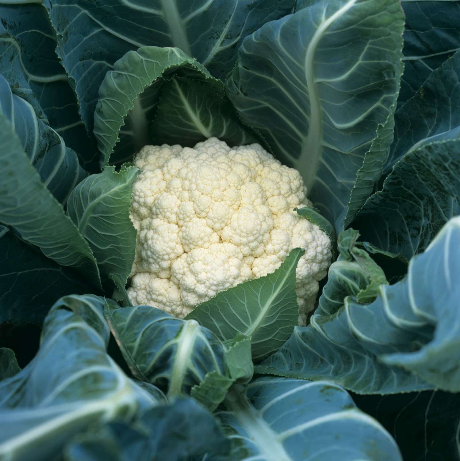 Blumenkohl 'Flora Blanca' (BIO-Samen)