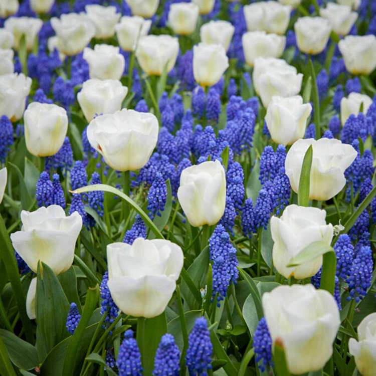 Blumenzwiebel-Kollektion 'Blue Snow'