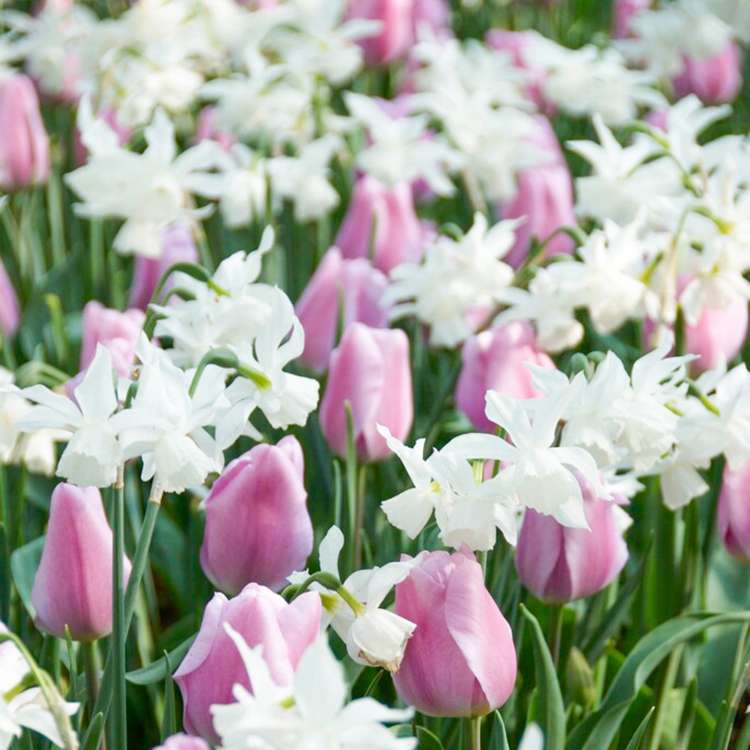 Blumenzwiebel-Kollektion 'Claudia'