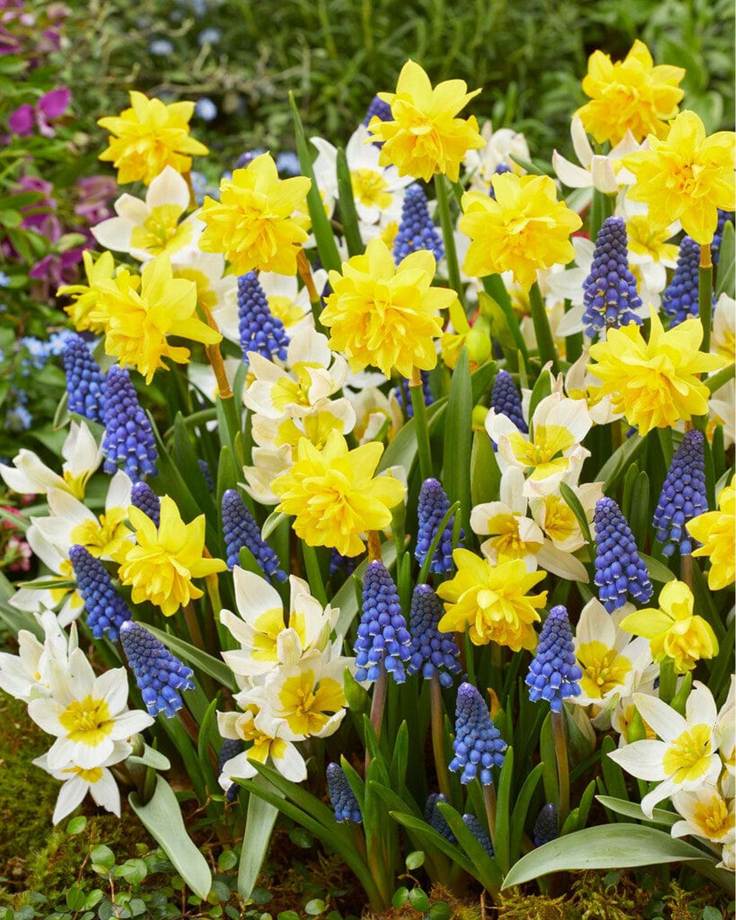 Blumenzwiebel-Kollektion 'Helle'