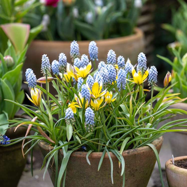 Blumenzwiebel-Kollektion 'Petit Love'