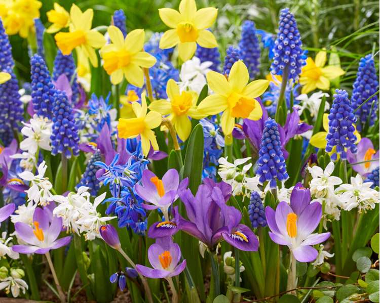 Blumenzwiebel-Kollektion 'Spring Splash'