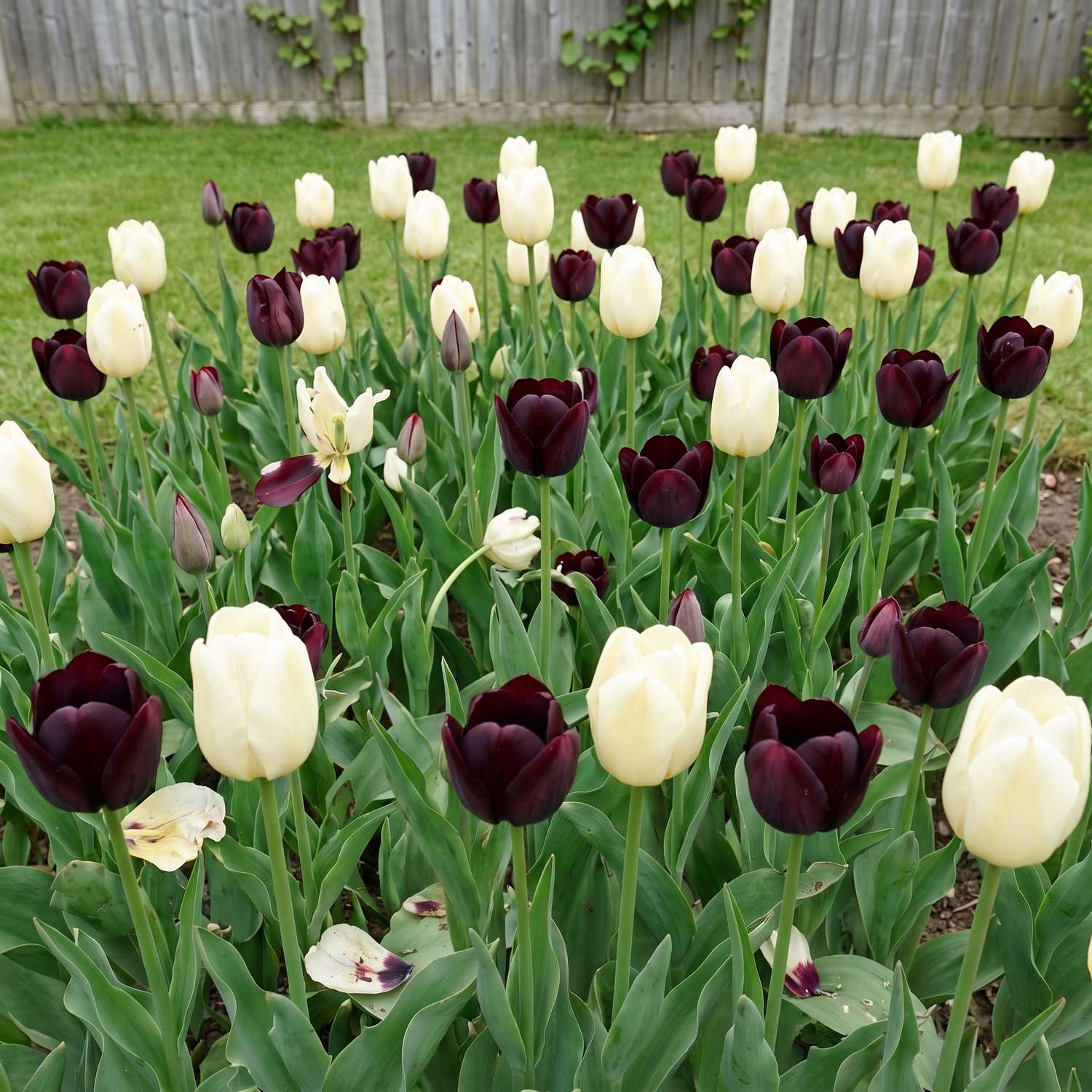 Fertigbeet 'Black Tie' (1 m²)