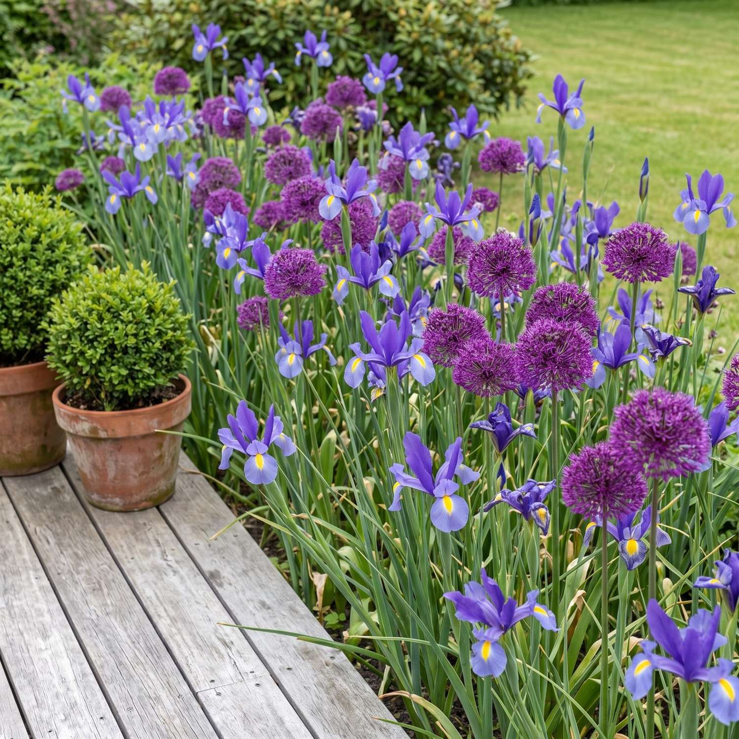 Fertigbeet 'Blue June' (1 m²)