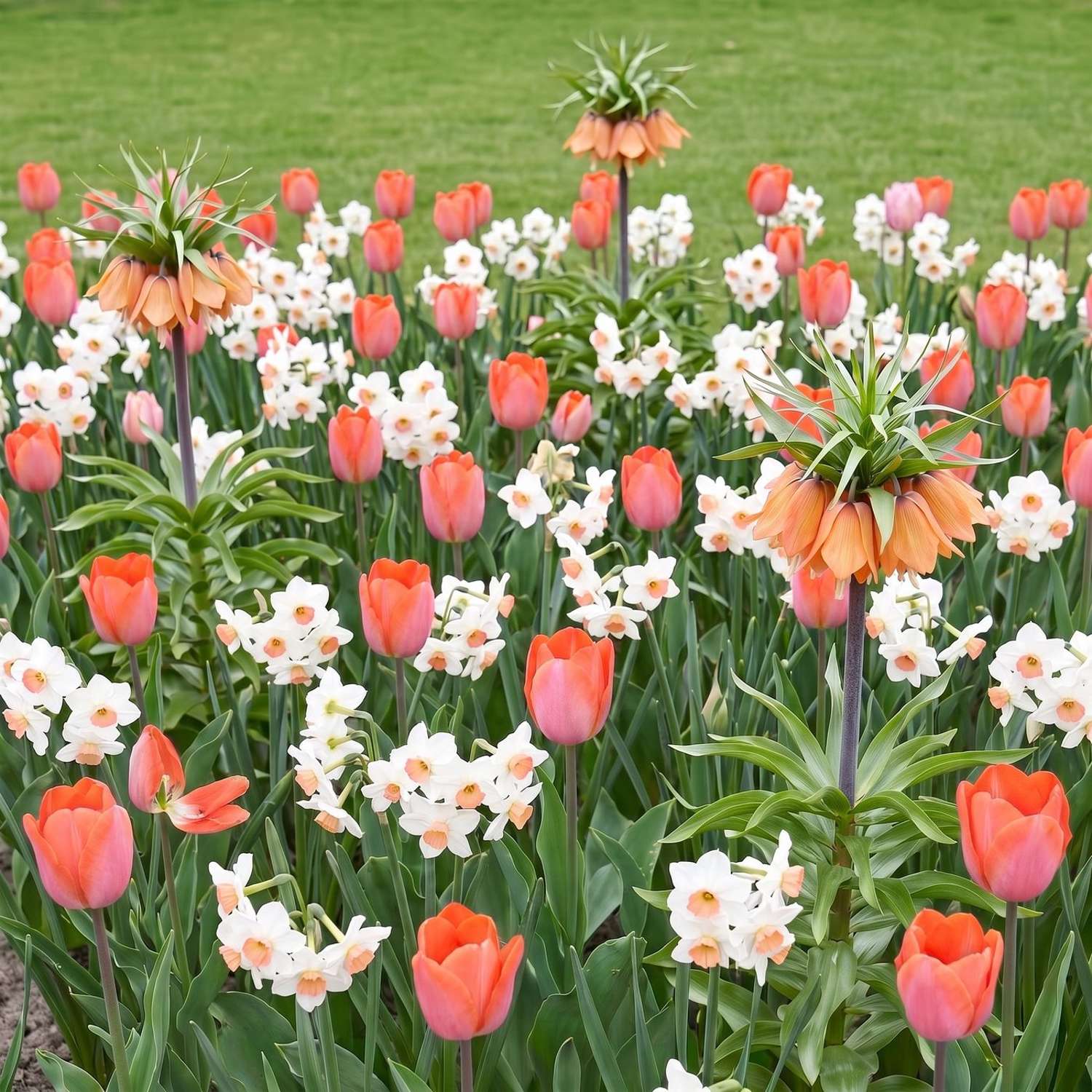Fertigbeet 'Crown Jewel' (1 m²)