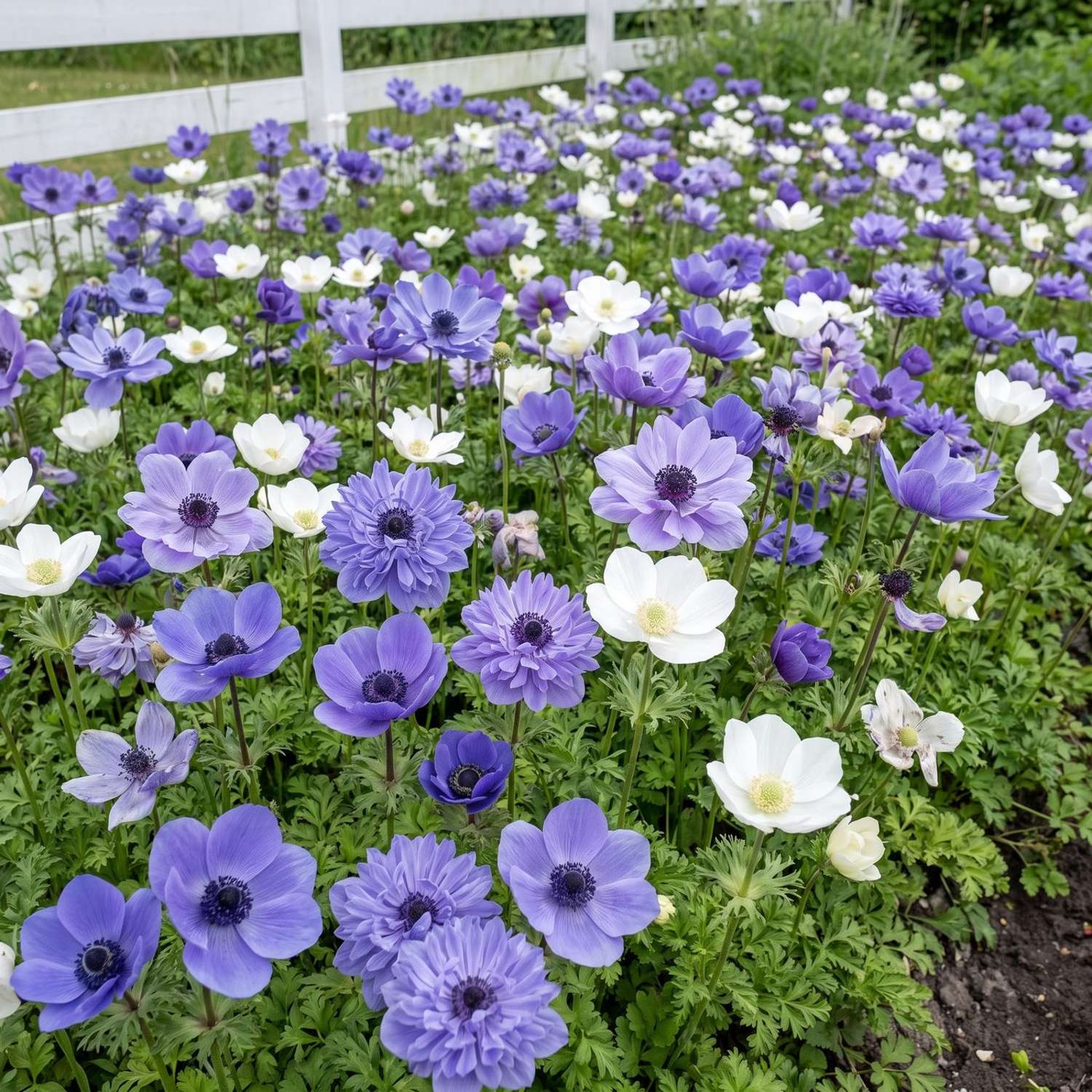 Fertigbeet 'Nordic Blue' (1 m²)
