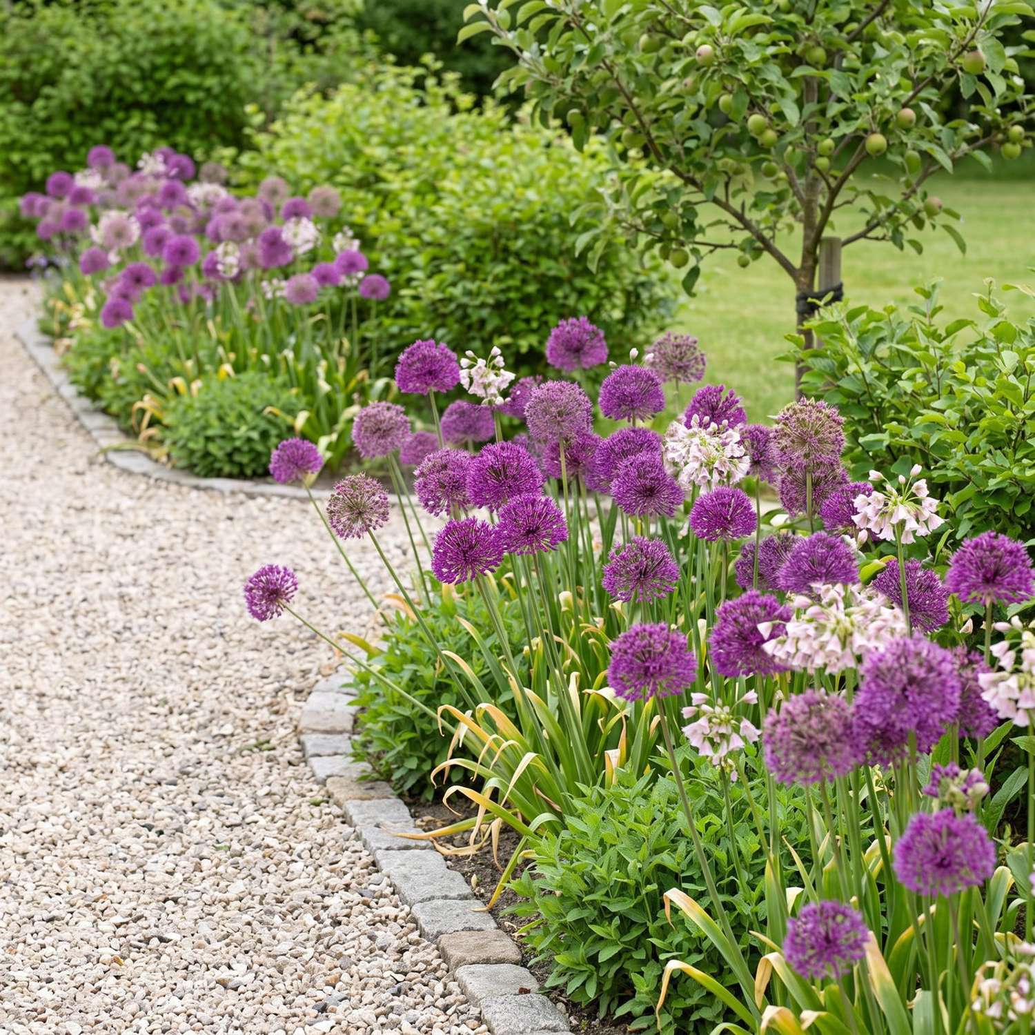 Fertigbeet 'Pompom' (1 m²)