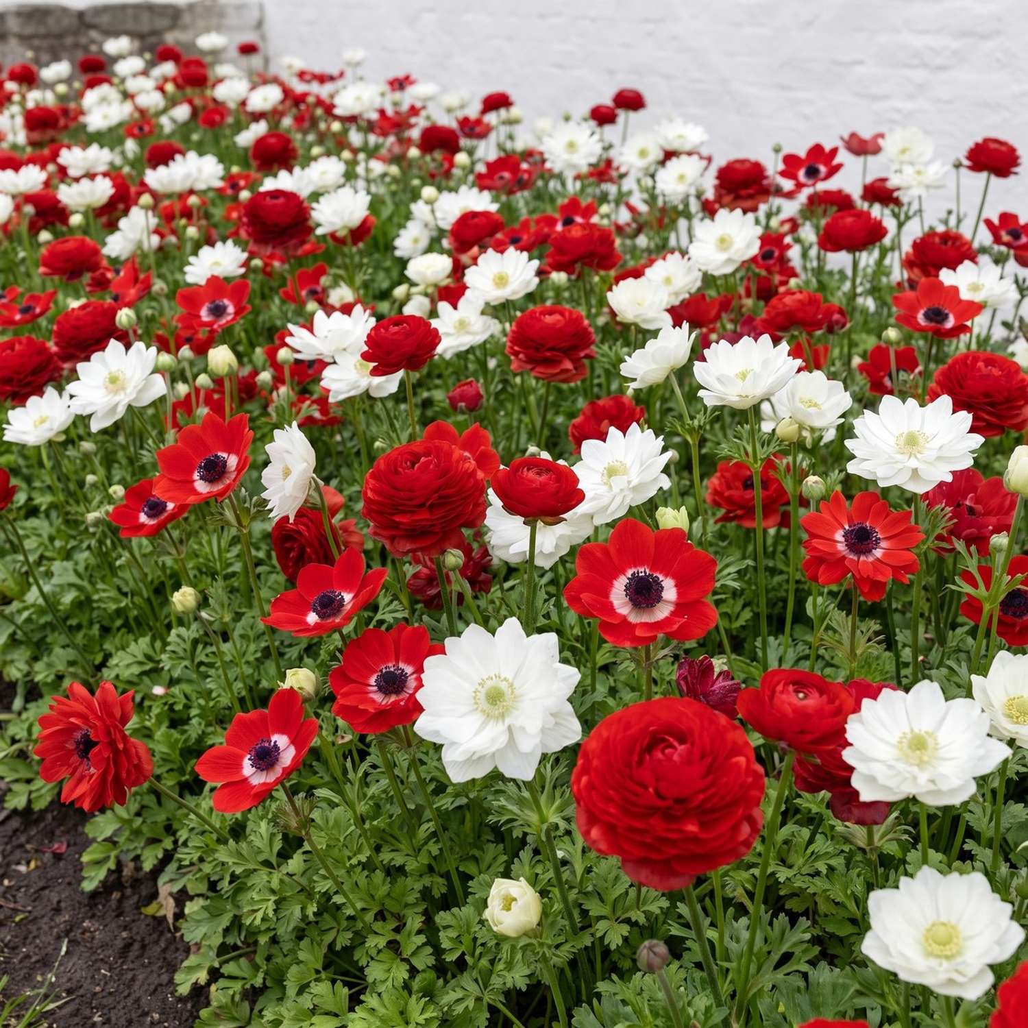 Fertigbeet 'Poppy Red' (1 m²)