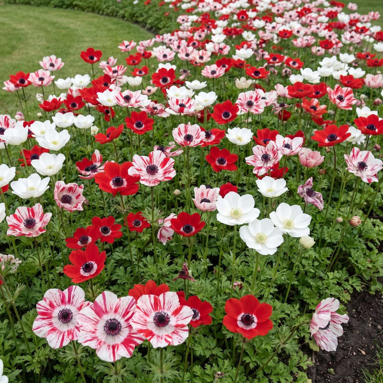 Fertigbeet 'Red Tiger' (1 m²)