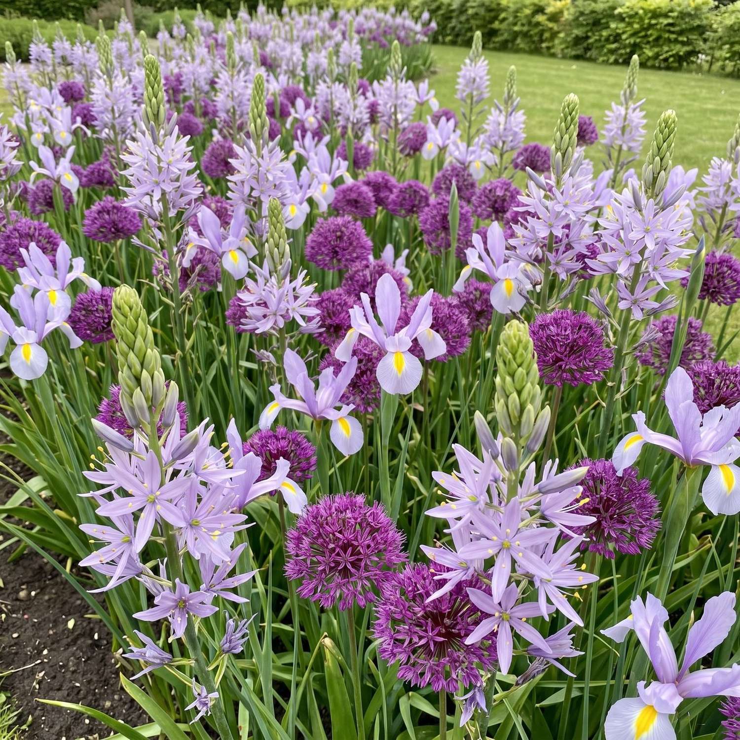 Fertigbeet 'Silver Lilac' (1 m²)