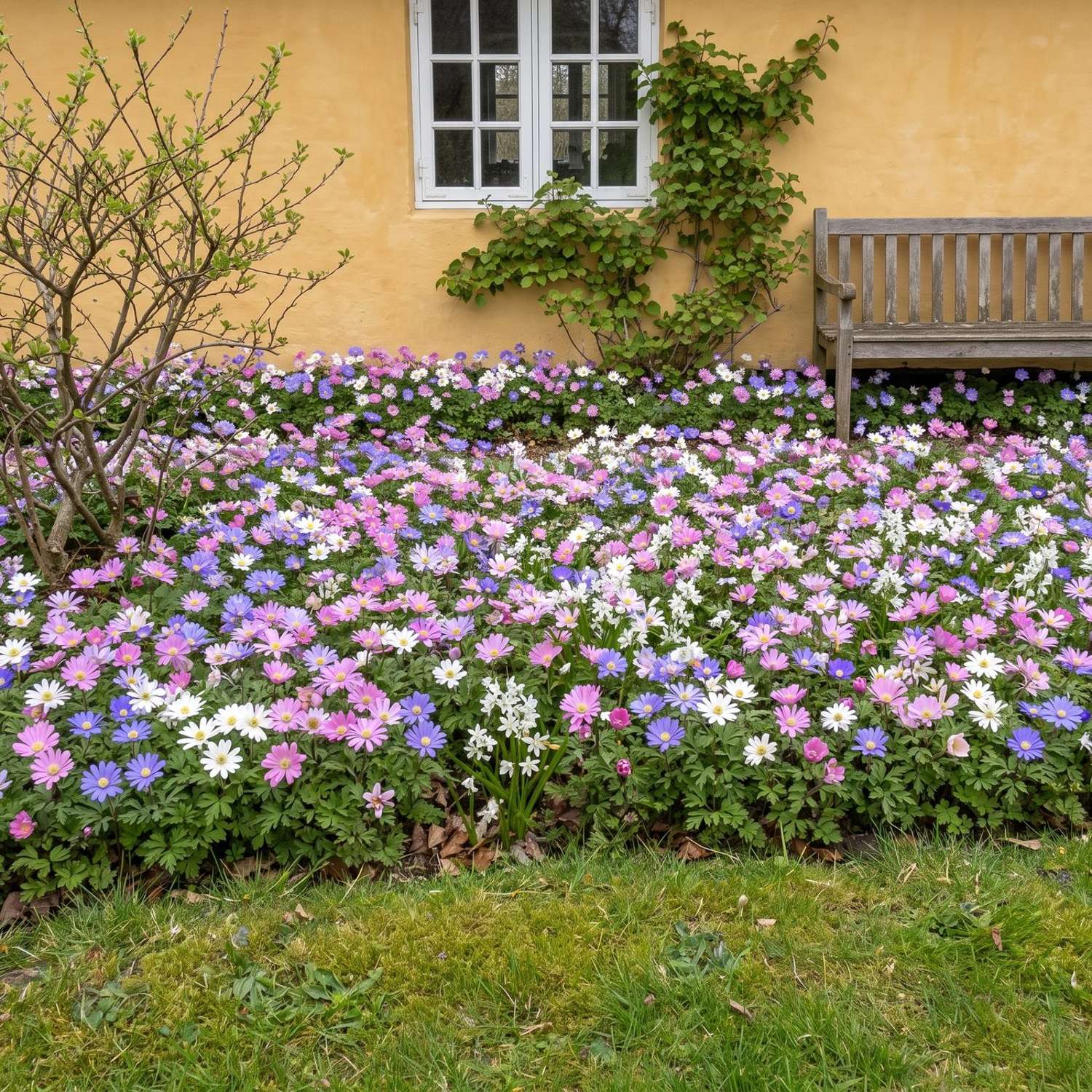 Fertigbeet 'Starry Carpet' (1 m²)
