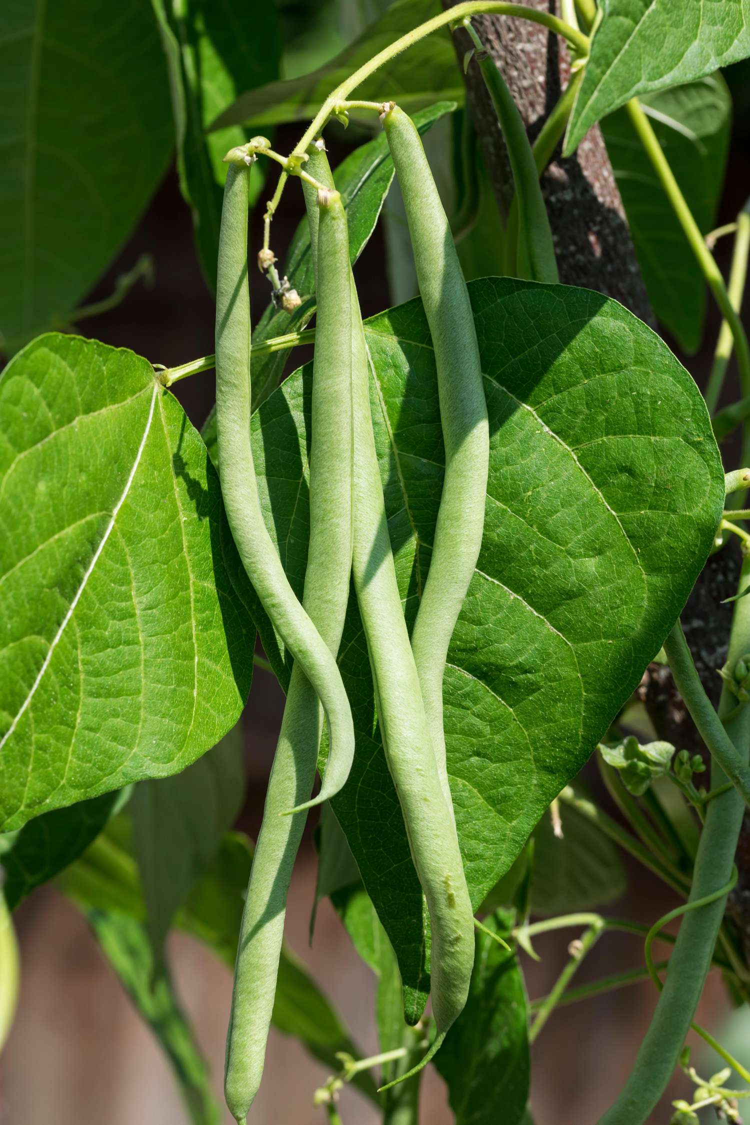 Bohne 'Cobra' (BIO Samen)