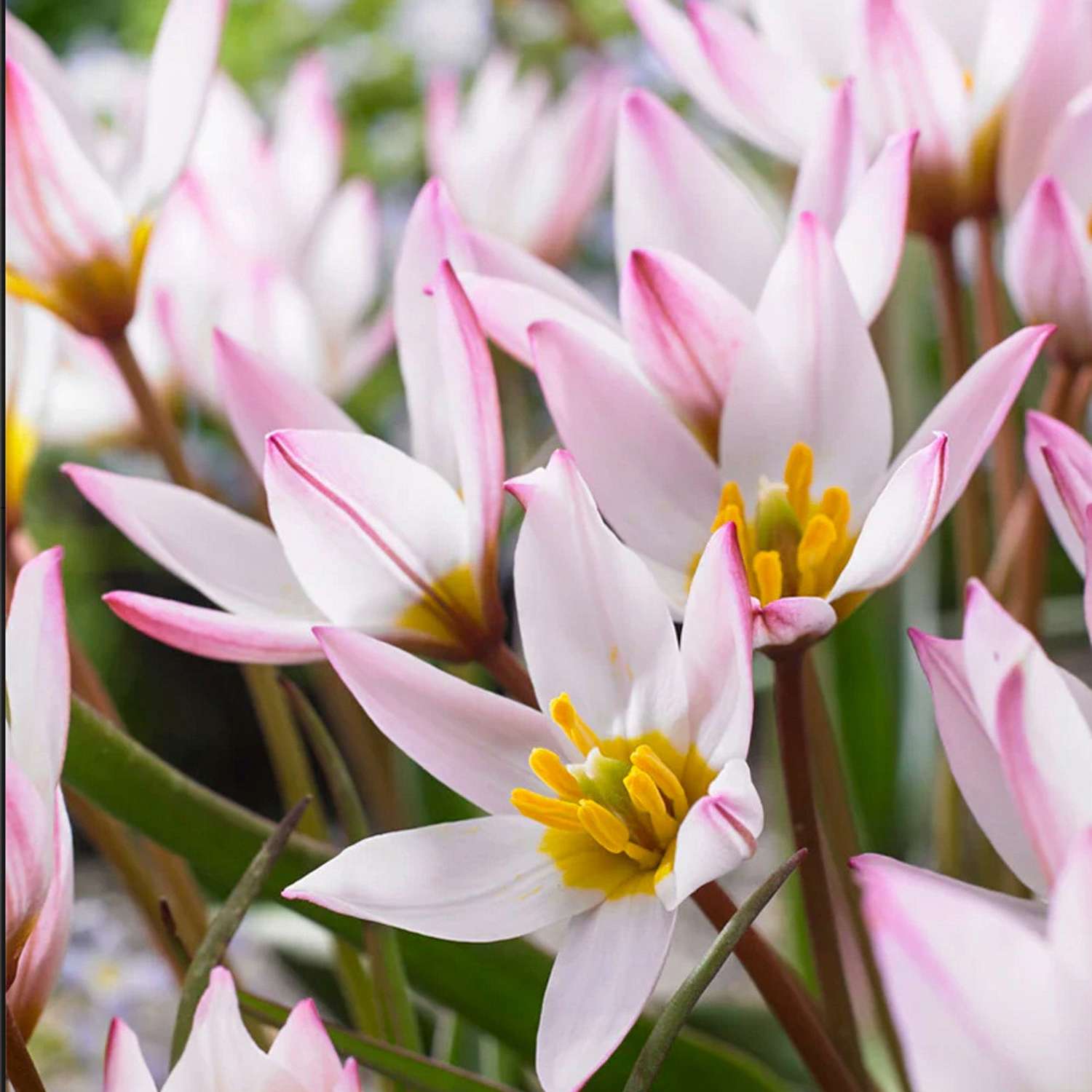 Botanische Tulpe 'Hilde'