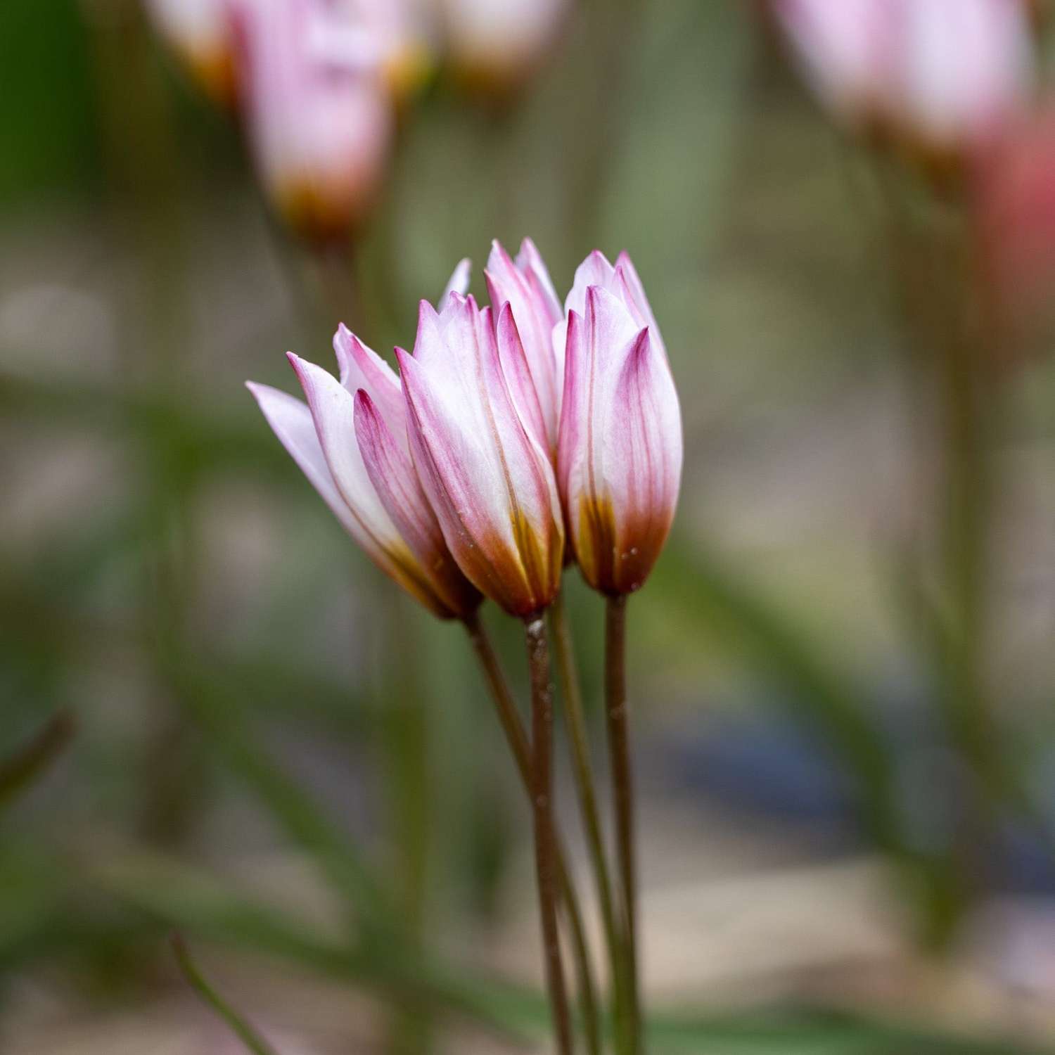 Botanische Tulpe 'Hilde'