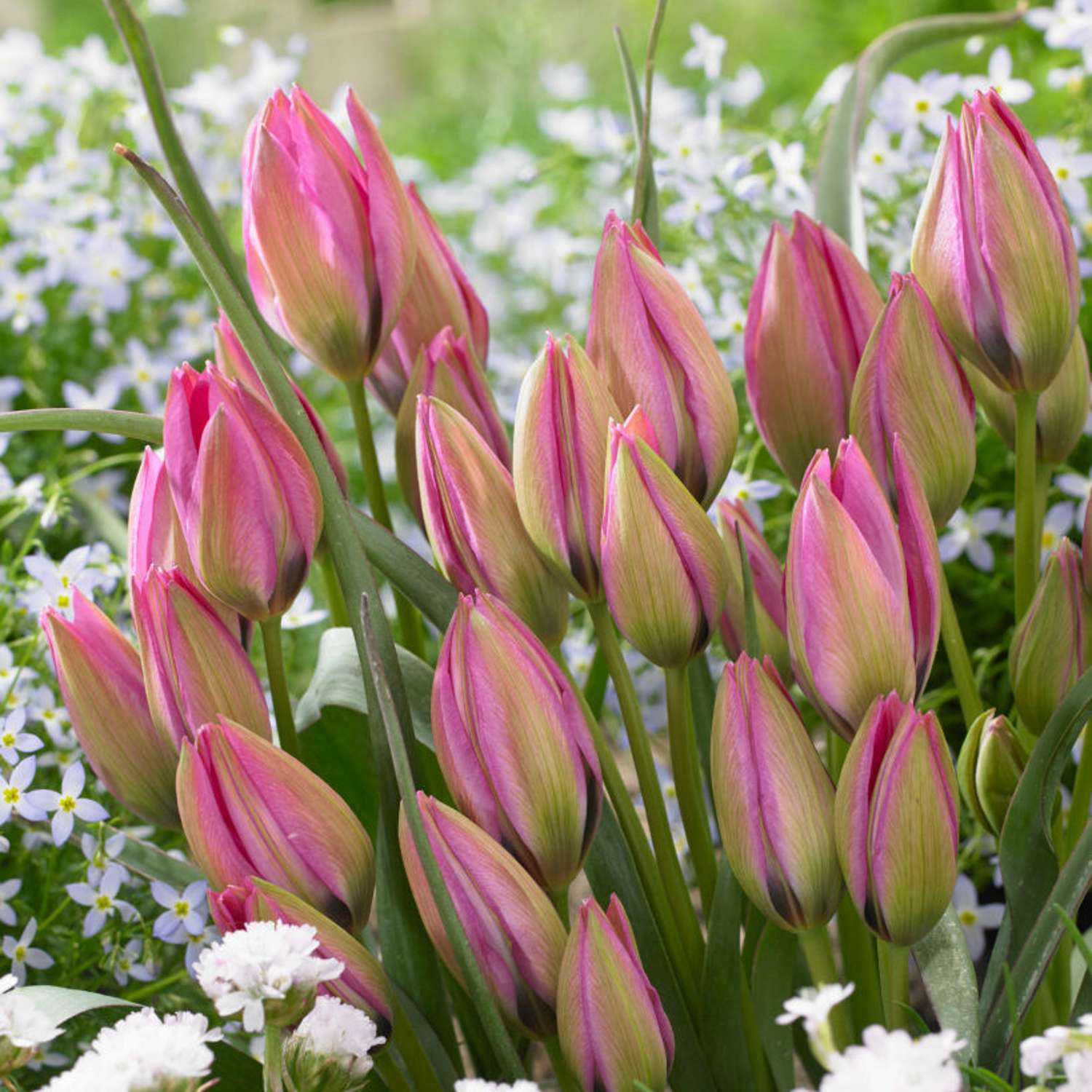 Botanische Tulpe 'Norah'