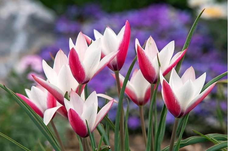 Botanische Tulpe 'Peppermintstick'