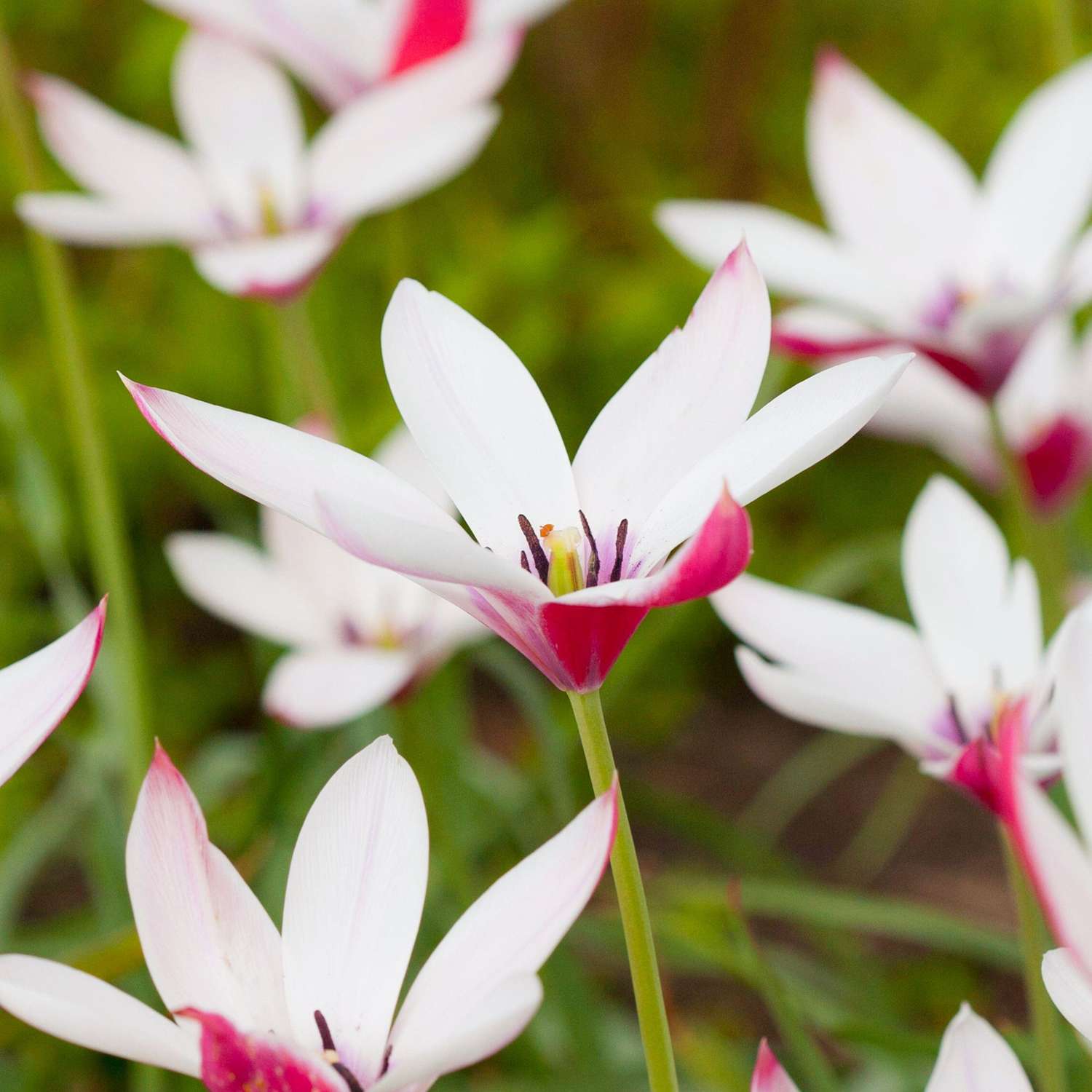 Botanische Tulpe 'Peppermintstick' - Tulipaner