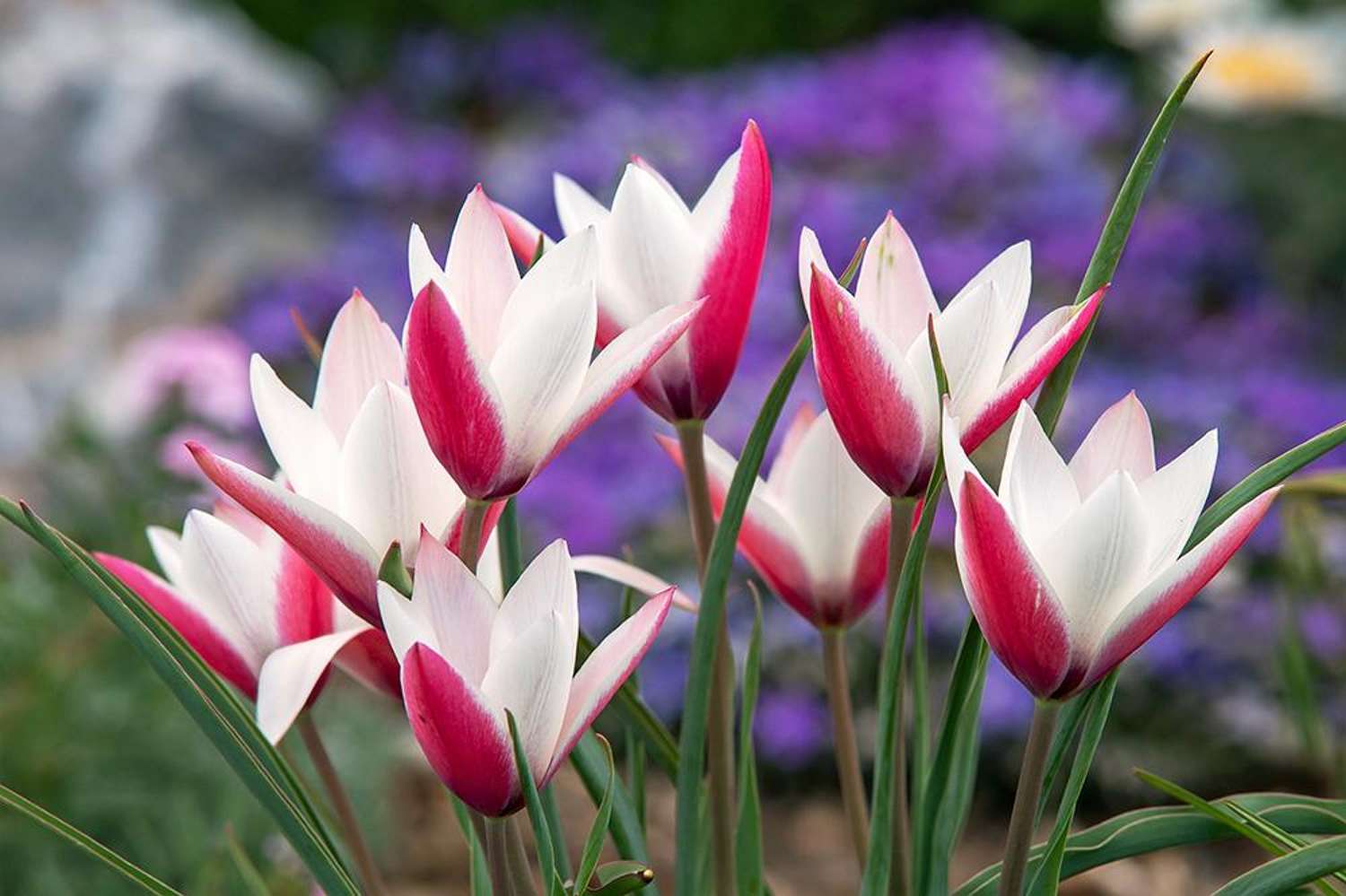 Botanische Tulpe 'Peppermintstick' - Tulipaner