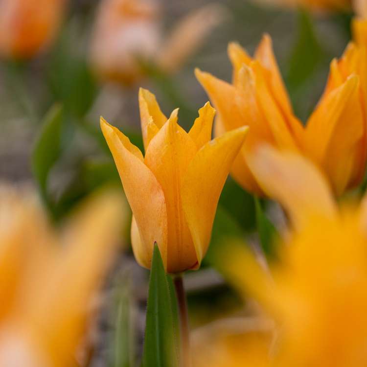 Botanische Tulpe 'Praestans Shogun'