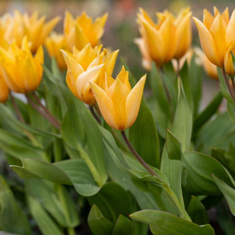 Botanische Tulpe 'Praestans Shogun'