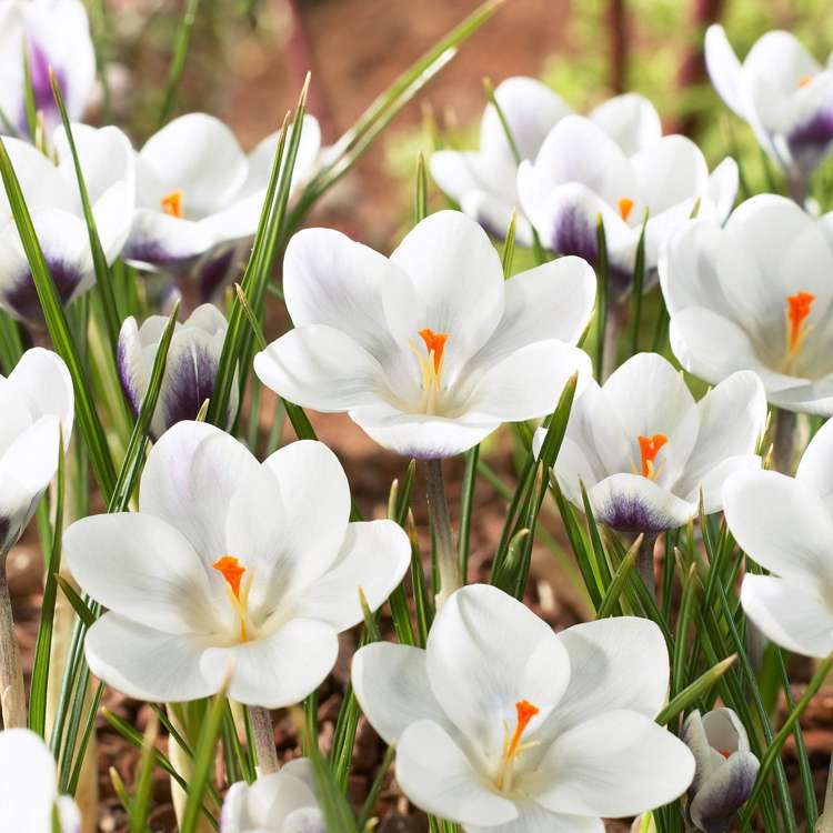 Botanische Tulpe 'Prince Claus'