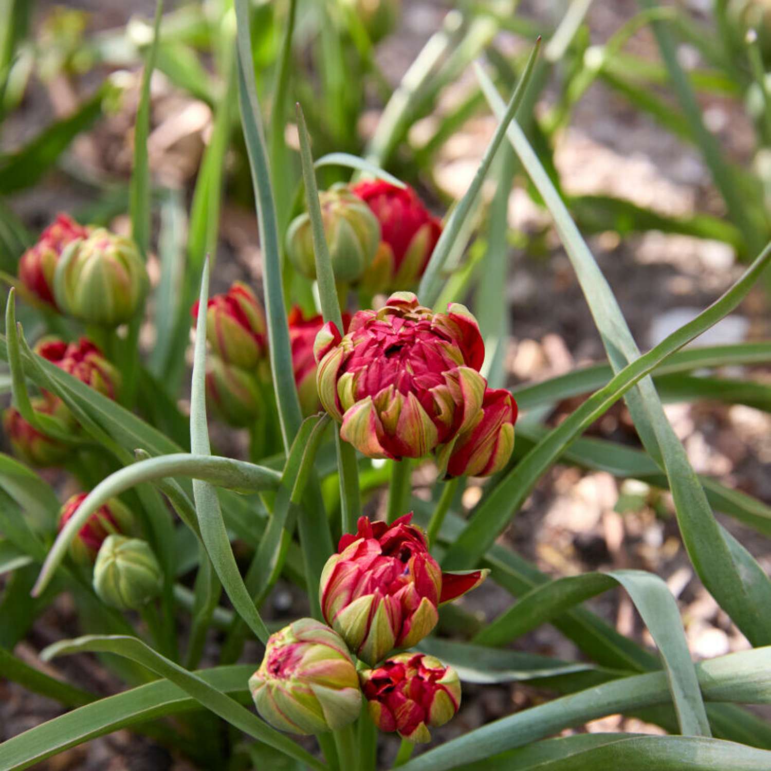 Botanische Tulpe 'Samantha'