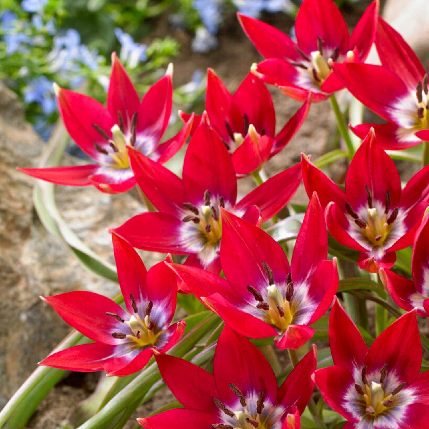Botanische Tulpe 'Tiny Timo' - Tulipaner