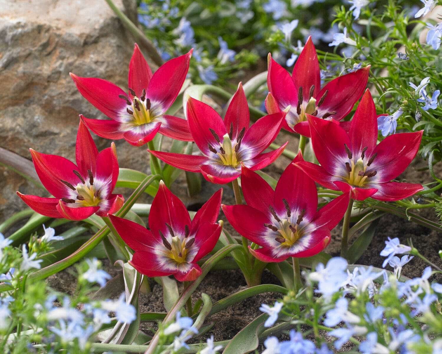 Botanische Tulpe 'Tiny Timo' - Tulipaner