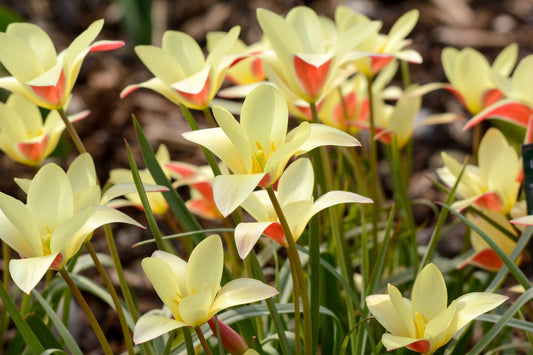 Botanische Tulpe Clusiana Tinka