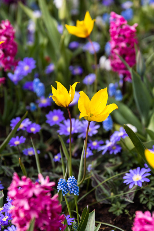 Botanische Tulpe Sylvestris