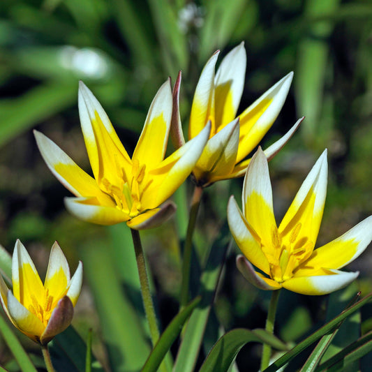 Botanische Tulpe Tarda