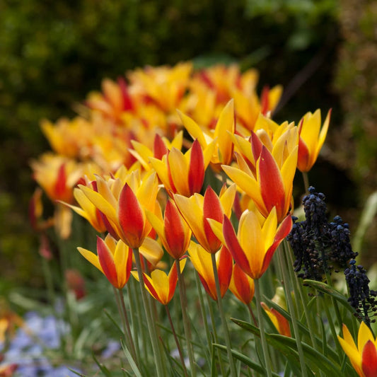 Botanische Tulpe Tubergen's Gem