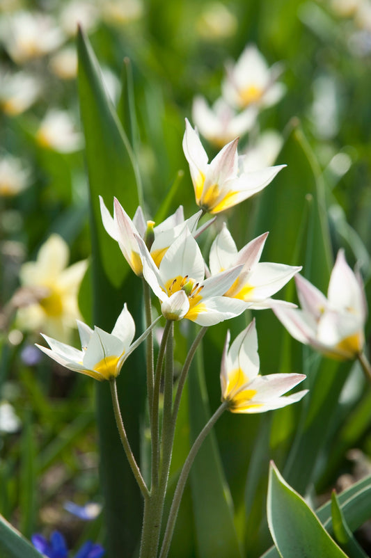 Botanische Tulpe Turkestanica