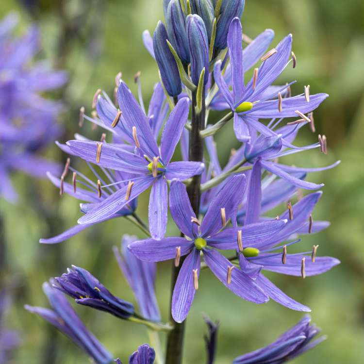 Prärielilie (Camassia) 'Blauwe Donau'