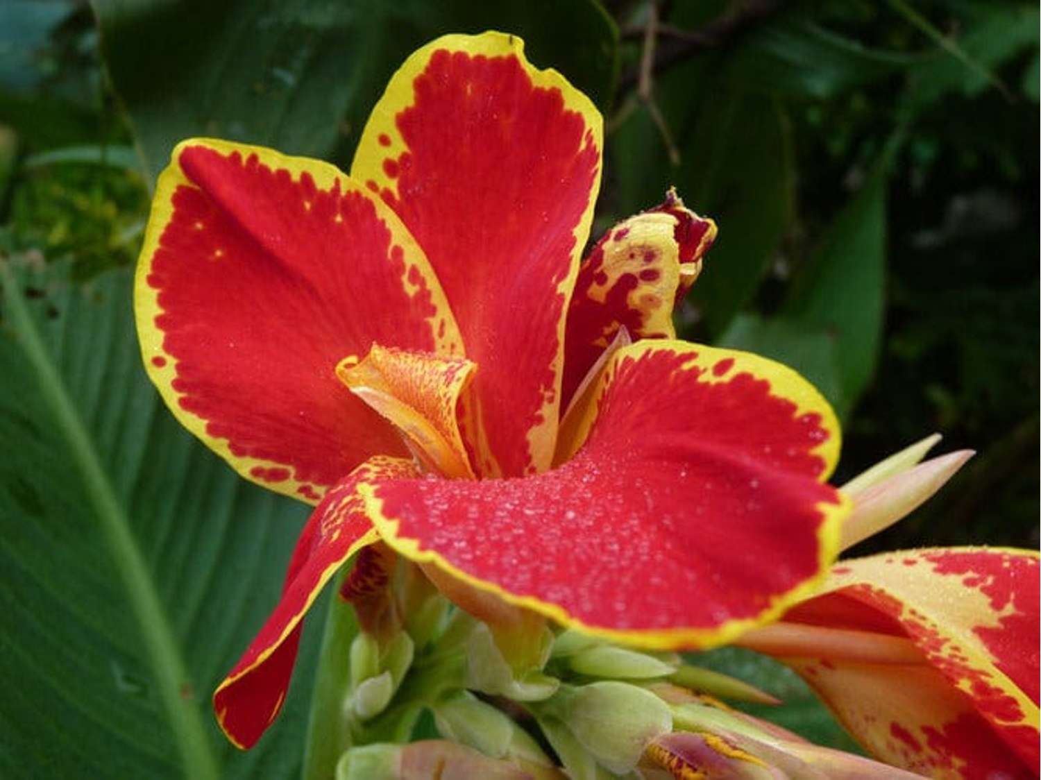 Canna ‘Lucifer’