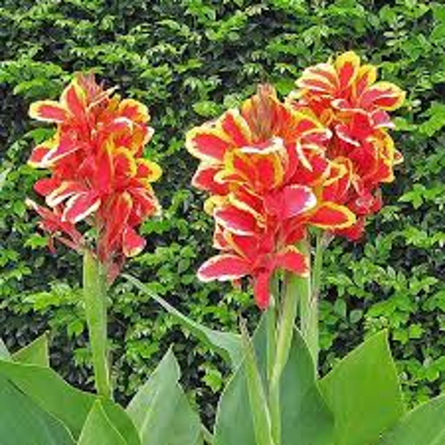 Canna ‘Lucifer’