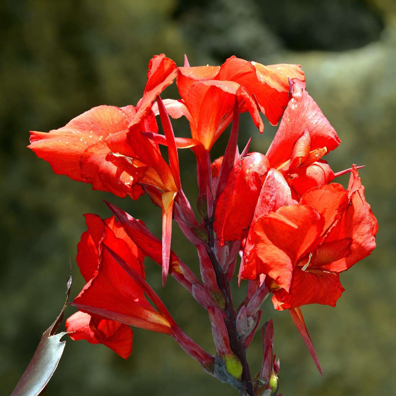 Canna ‘President’