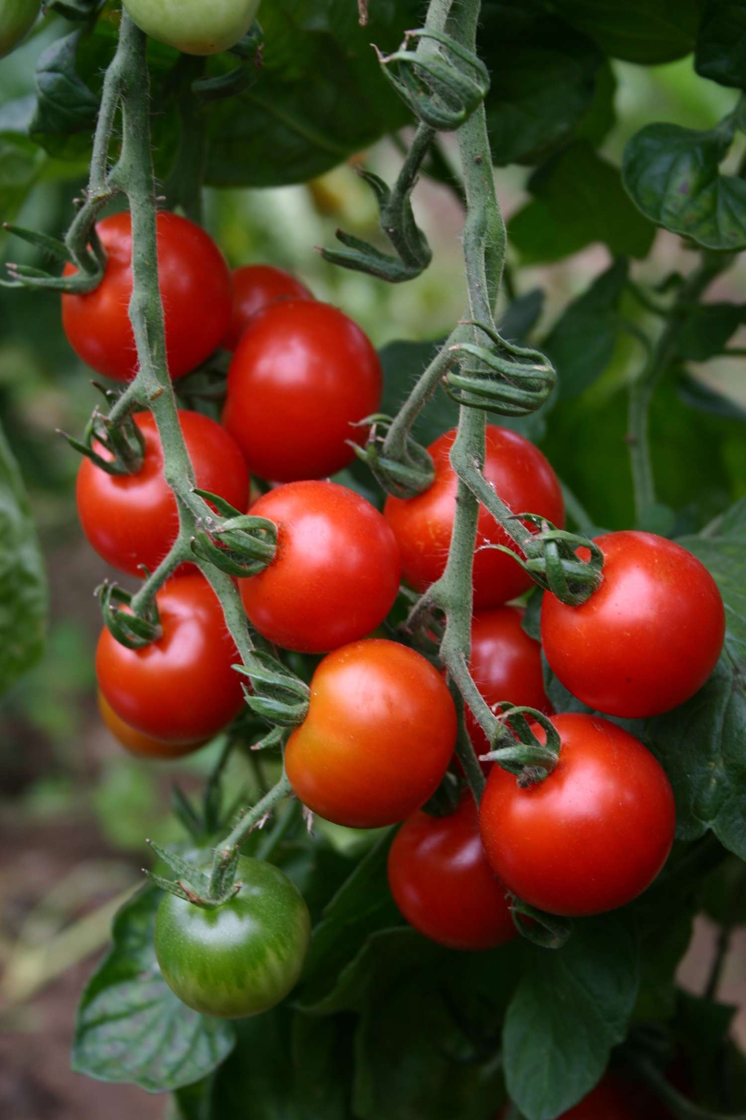 Cherrytomate 'Sweetie' (BIO-Samen)