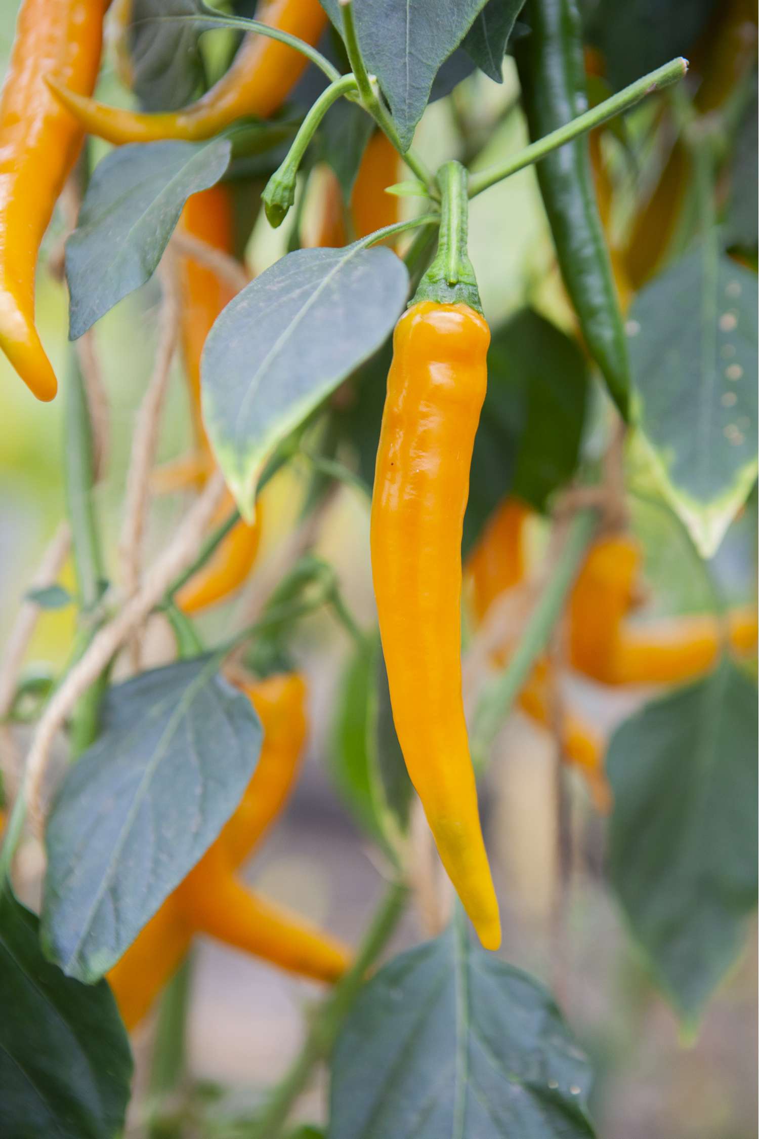 Chili 'Koh Tao' (BIO Samen)