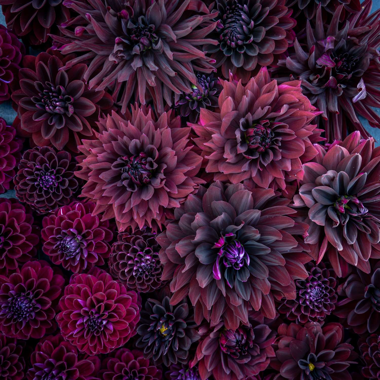 Dahlia Collectie ‘Dark Favourites’ - Dahlia