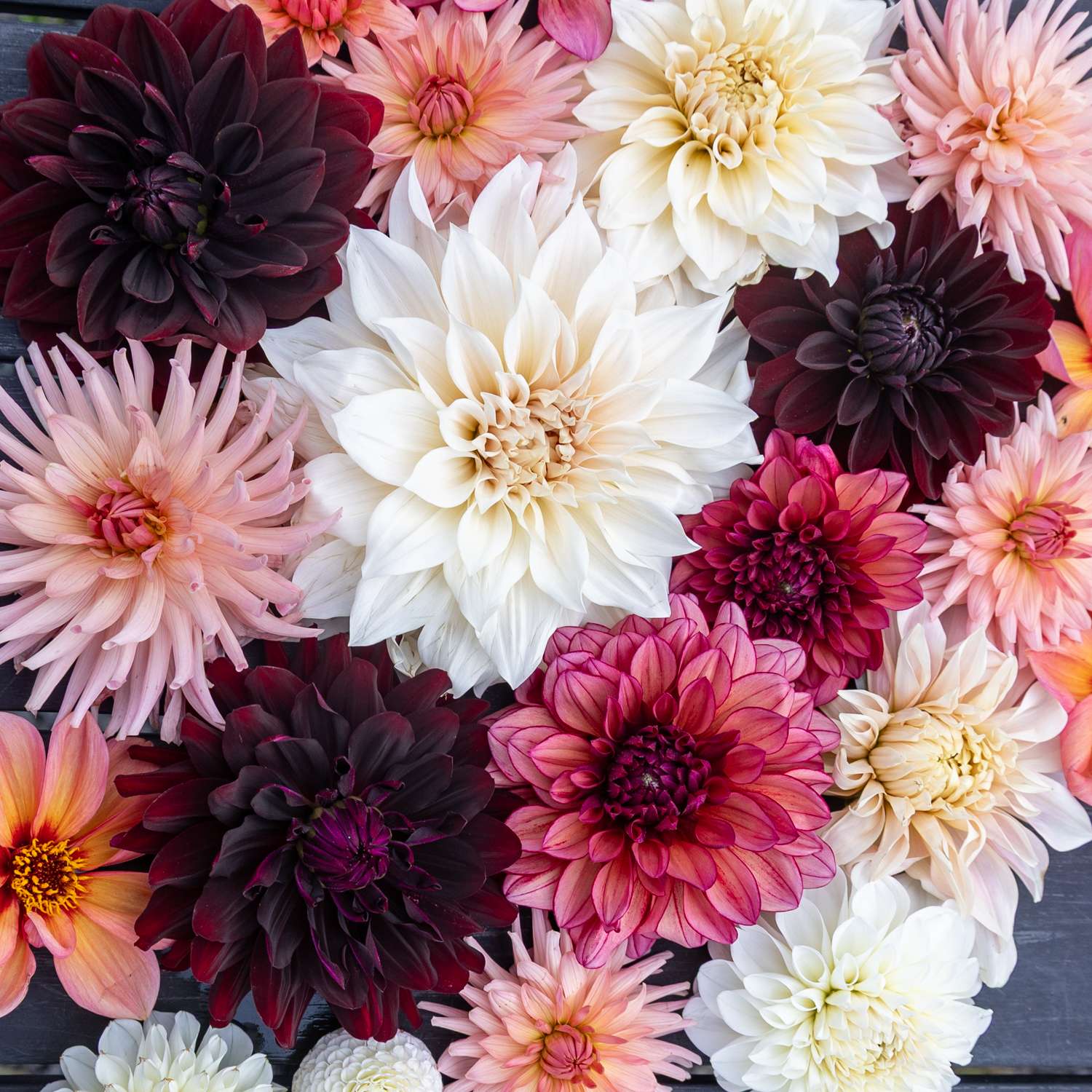 Dahlia Collectie ‘Embers’ - Dahlia