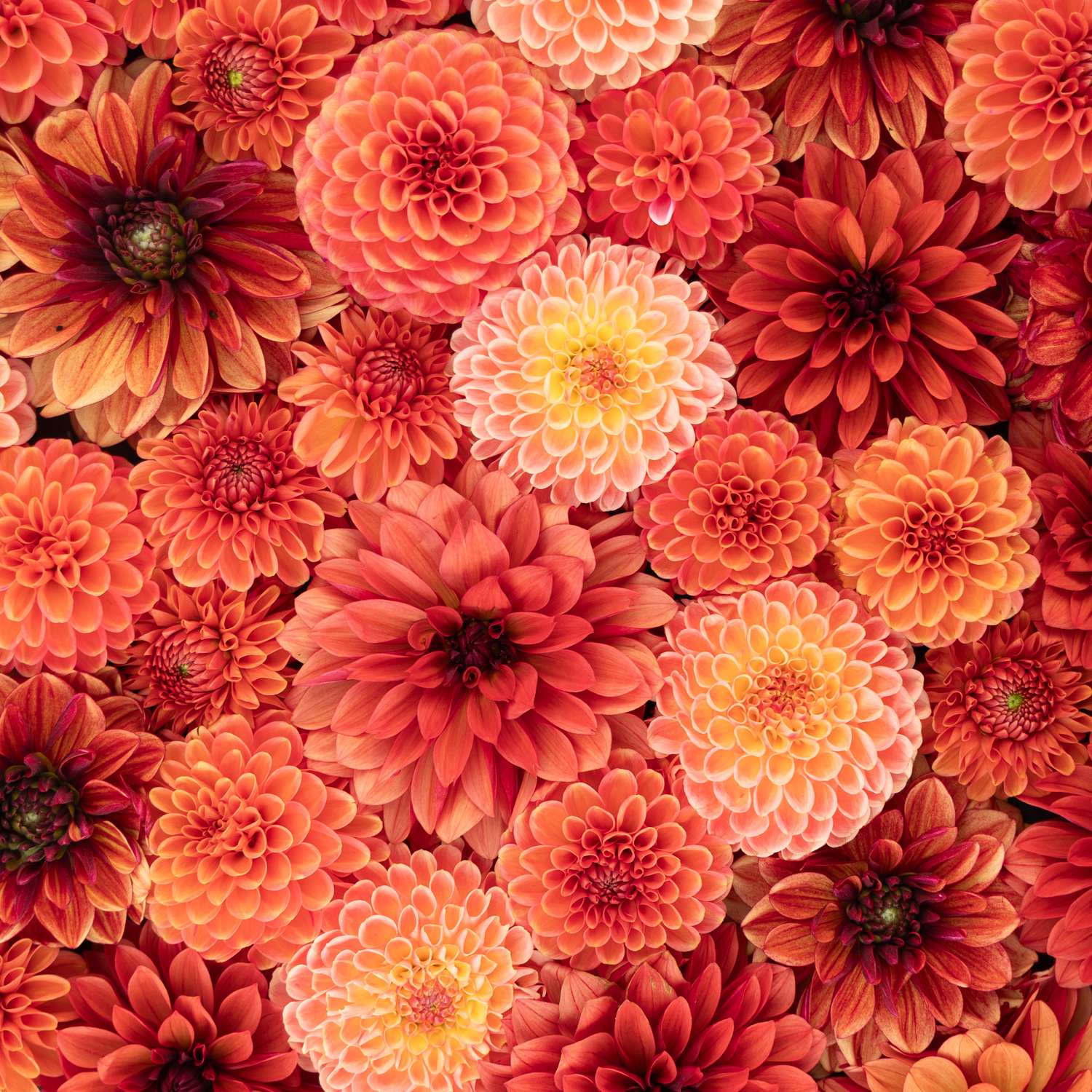 Dahlia Collectie ‘Fiery Favorites’ - Dahlia