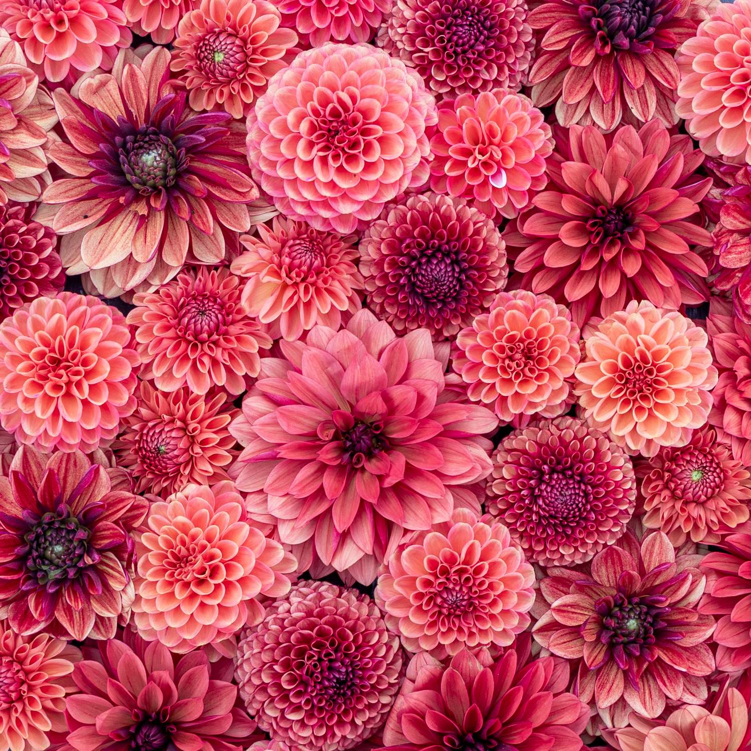 Dahlia Collectie ‘Red Favorites’ - Dahlia