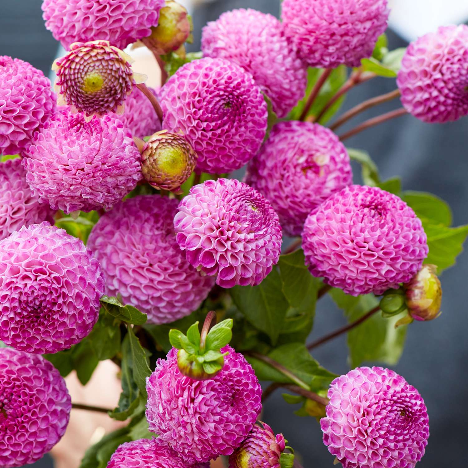 Dahlia 'Frank Holmes'