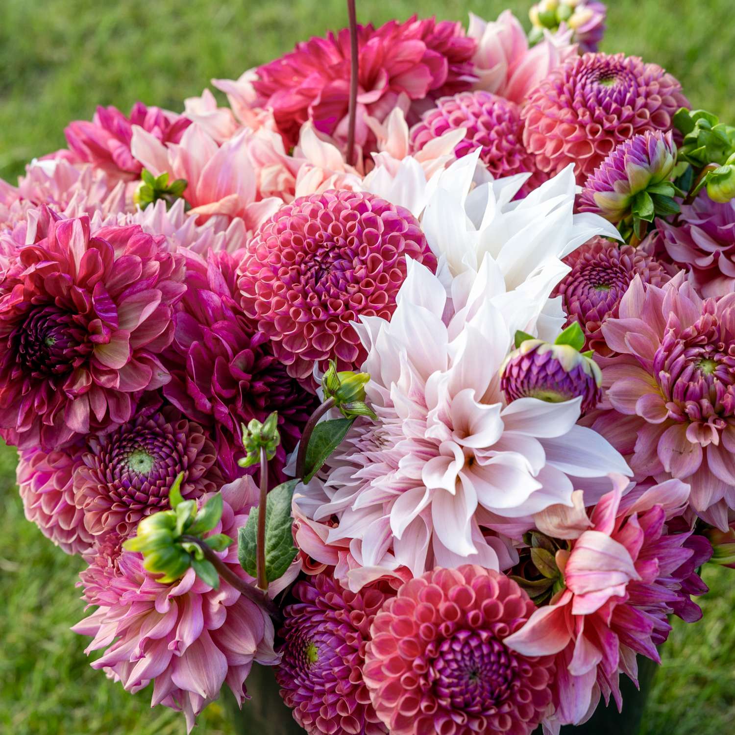 Dahlia Mix 'Dusty Rose'