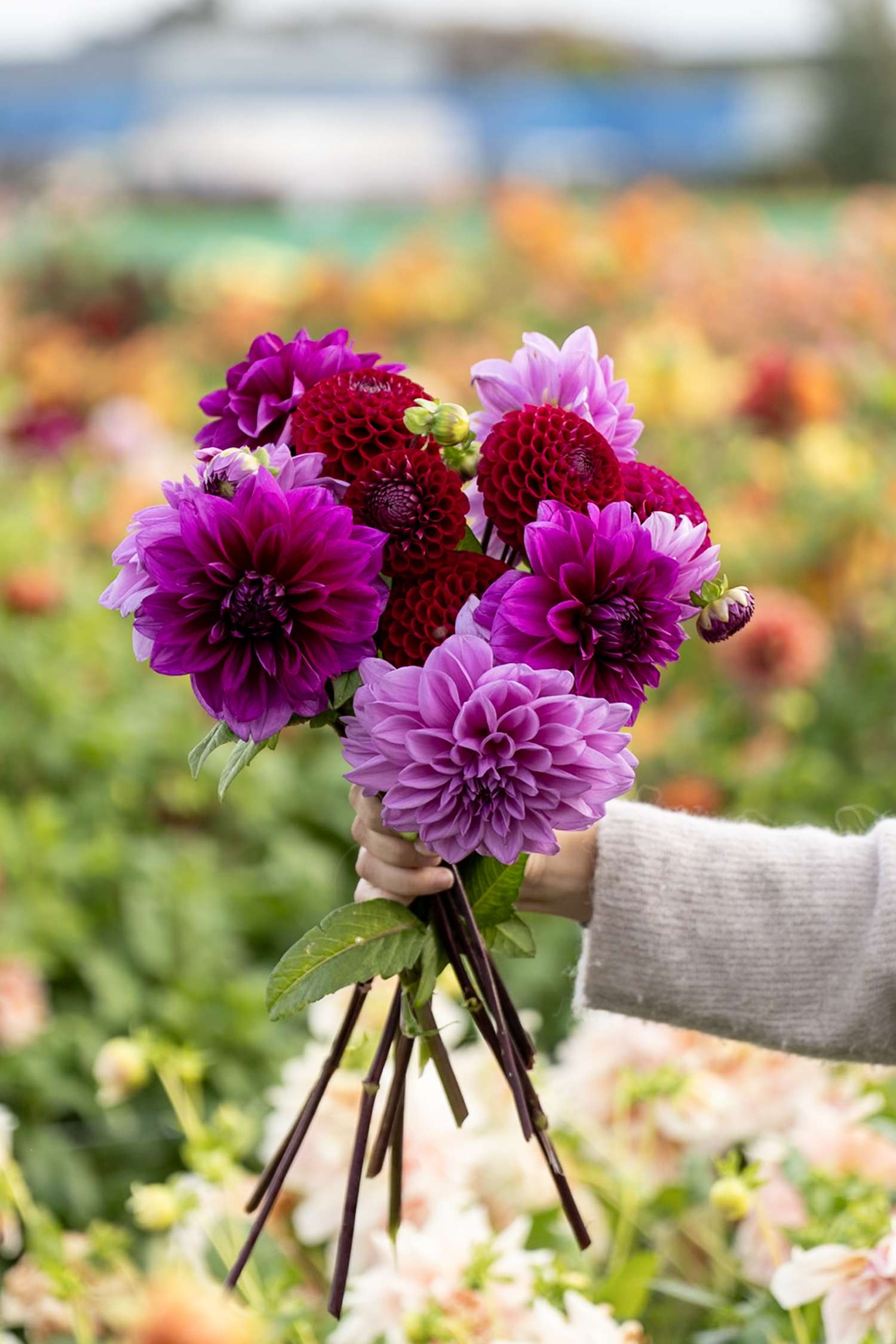 Dahlia Mix 'Dusty Rose' - Dahlia
