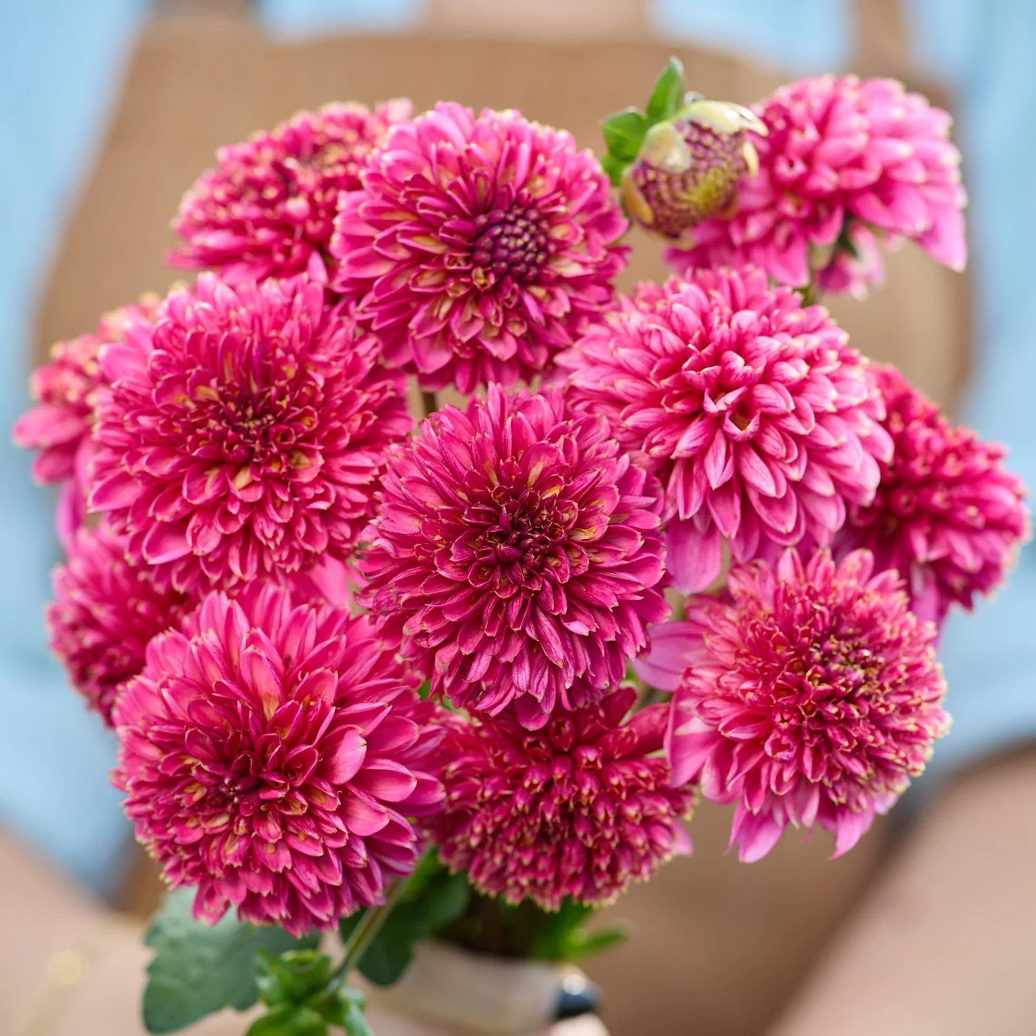 Dahlie ‘Alyshia’ - Dahlia