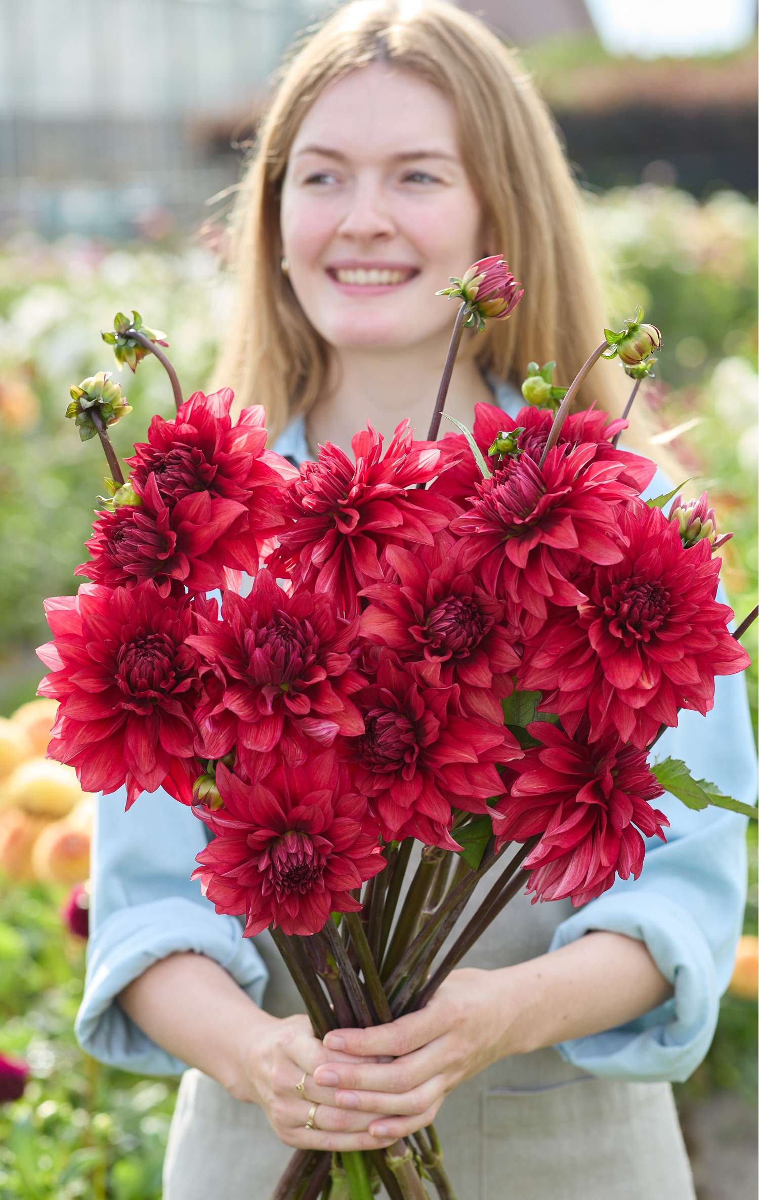 Dahlie ‘Amarone’ - Dahlia