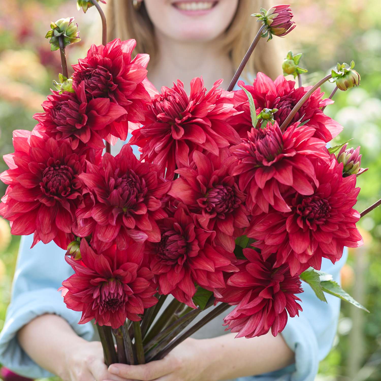 Dahlie ‘Amarone’ - Dahlia