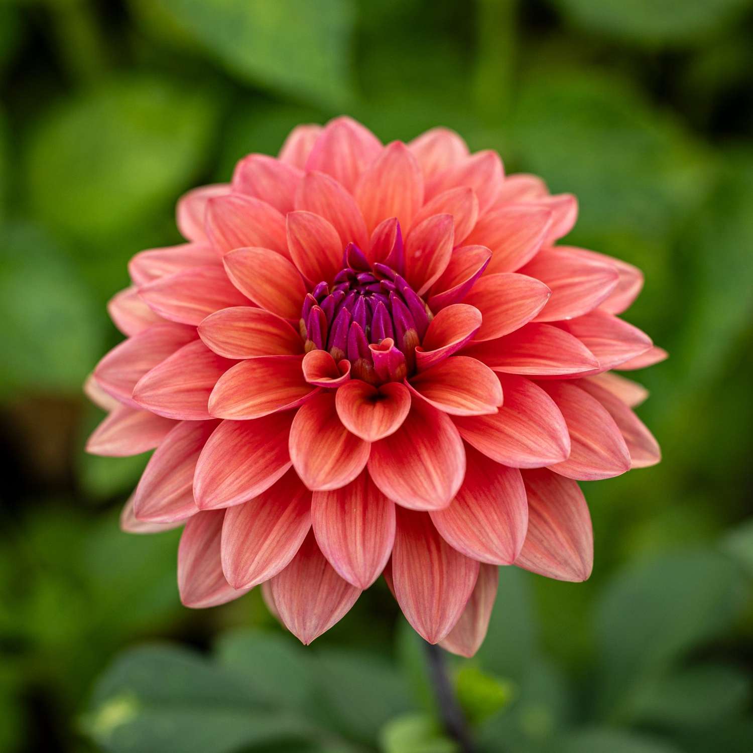 Dahlie ‘American Dawn’ - Dahlia
